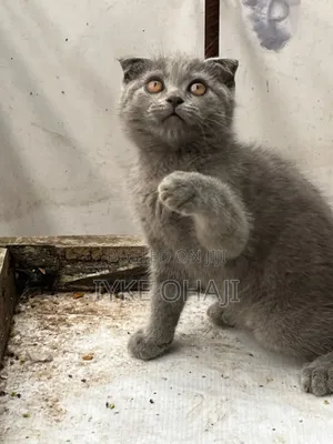 1-3 months Female Purebred Scottish Fold