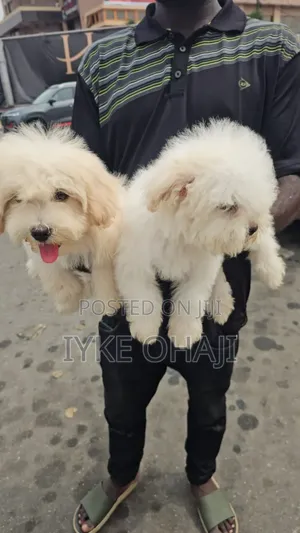 1-3 months Female Purebred Lhasa Apso