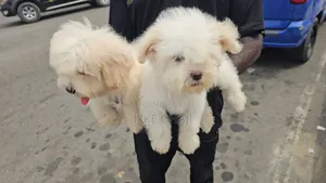 1-3 months Female Purebred Lhasa Apso