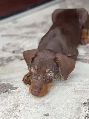 1-3 months Female Purebred Doberman Pinscher