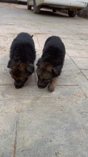 1-3 months Male Purebred German Shepherd