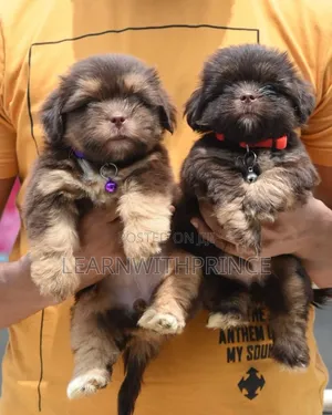 1-3 months Female Purebred Lhasa Apso