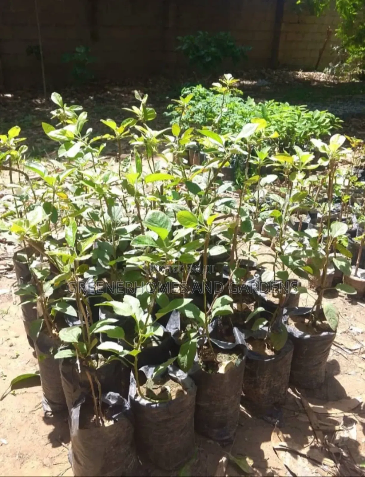 Apple Seedlings
