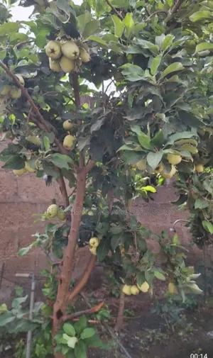 Apple Seedlings