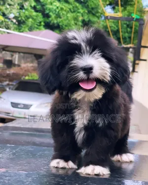 1-3 months Male Purebred Lhasa Apso