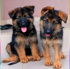 1-3 months Female Mixed Breed German Shepherd