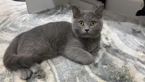 1-3 months Female Purebred Scottish Fold
