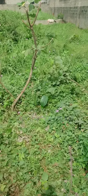 A Full Plot of Land in P T Estate
