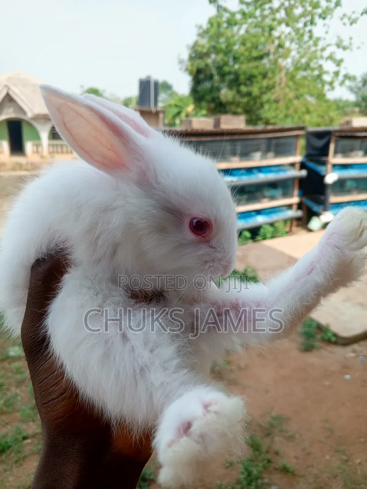 Adorable Bunnies