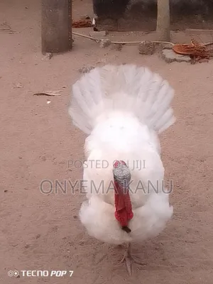 White Male Turkey for Sale.