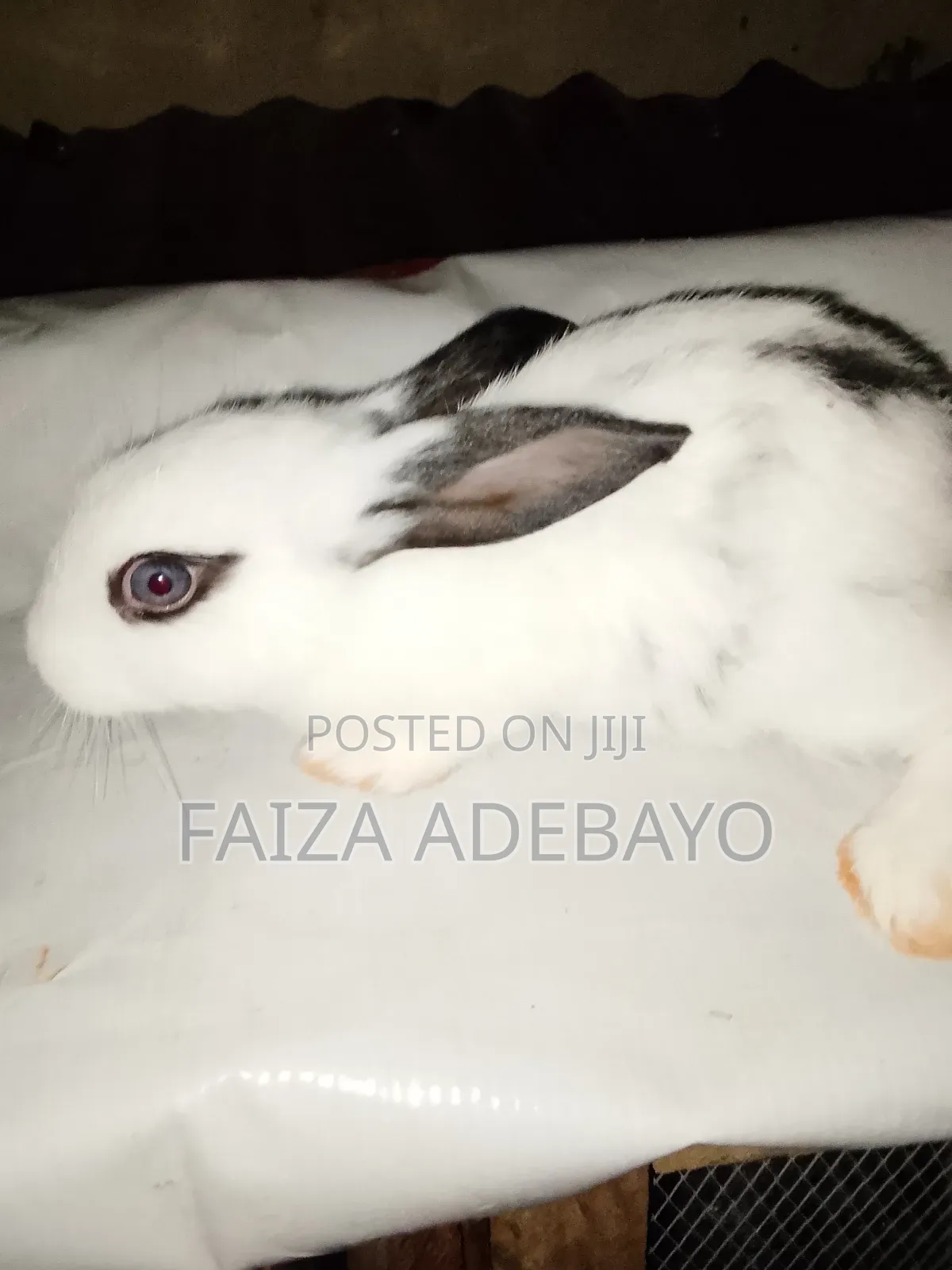 Rabbit (Bunny)