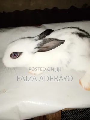Rabbit (Bunny)