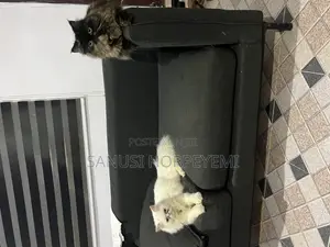 Persian Cat