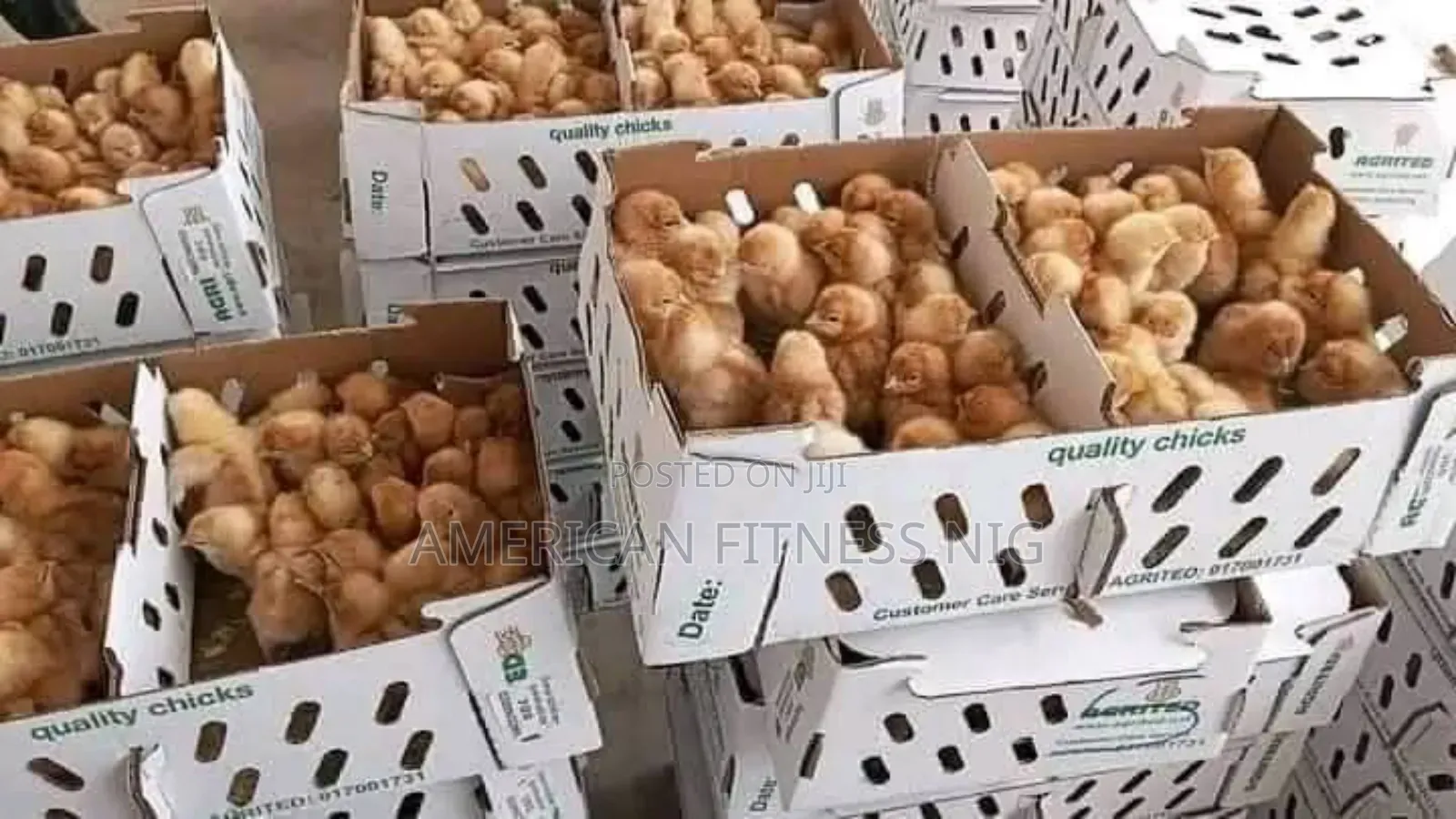 Agrited  Pullets
