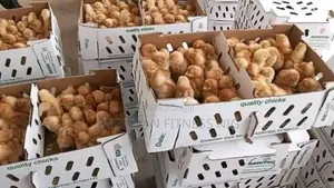 Agrited  Pullets