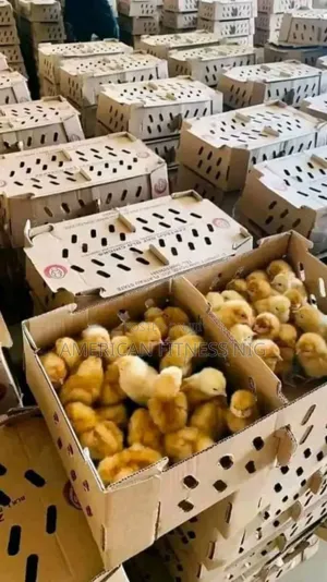 Zartech Quality Day Old Pullets