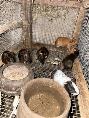 Guinea Pig