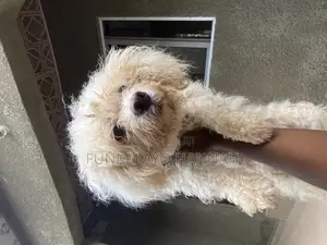 1+ year Female Purebred Lhasa Apso