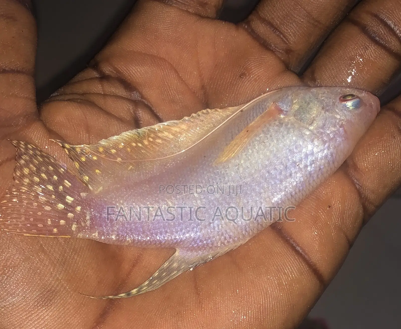 Gouramiss White Pearl Fish