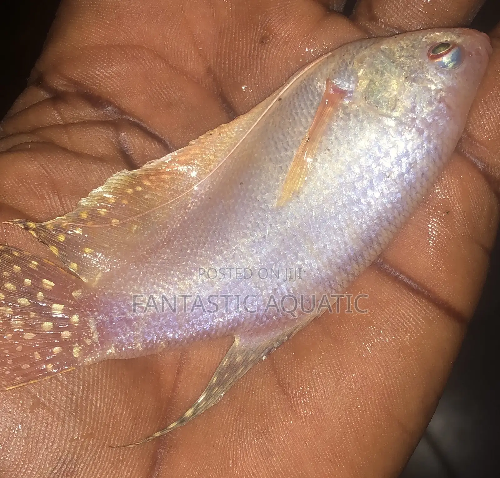 Gouramiss White Pearl Fish