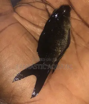 Black Koi Fish for Aquariums