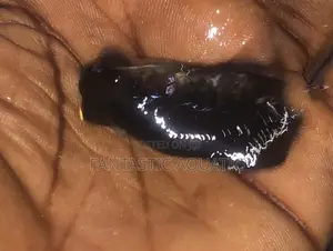 Black Koi Fish for Aquariums