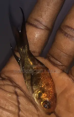 Black Koi Fish for Aquariums