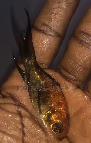 Black Koi Fish for Aquariums