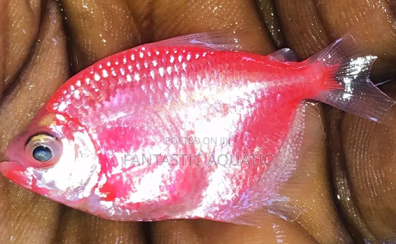 Tetrafish for Aquariums