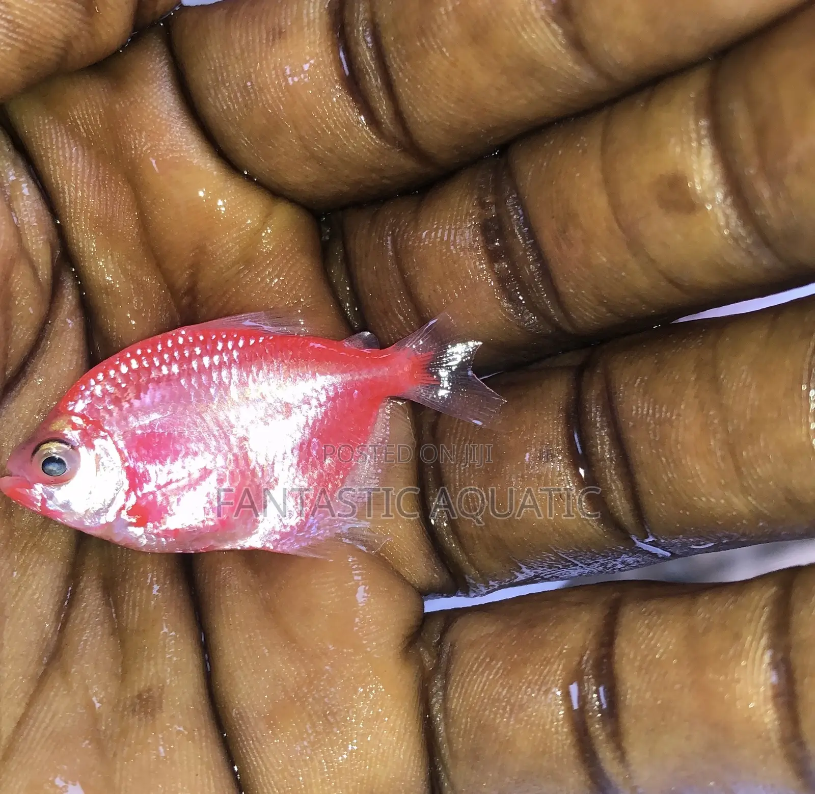 Tetrafish for Aquariums