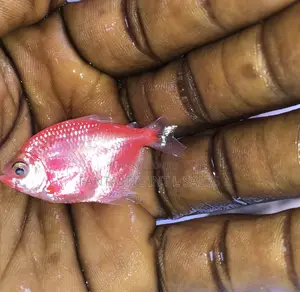 Tetrafish for Aquariums