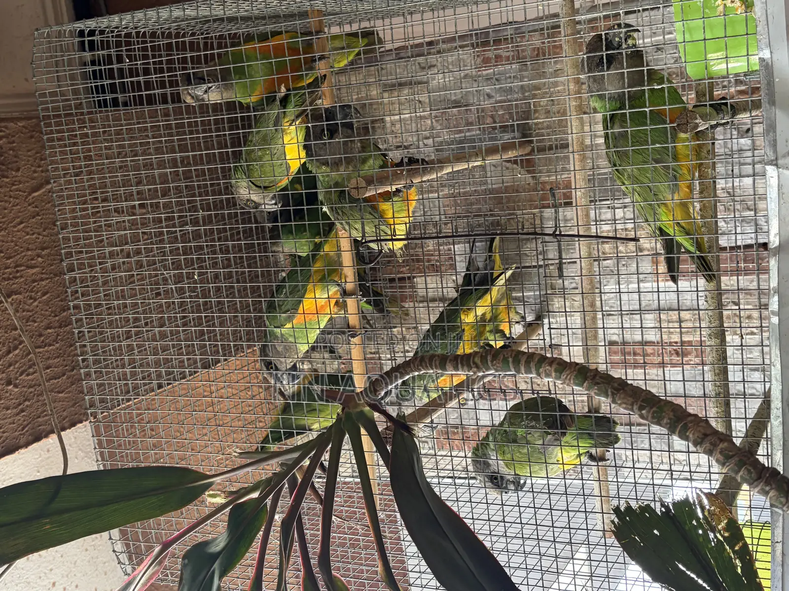 Senegalese Birds