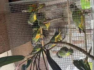 Senegalese Birds