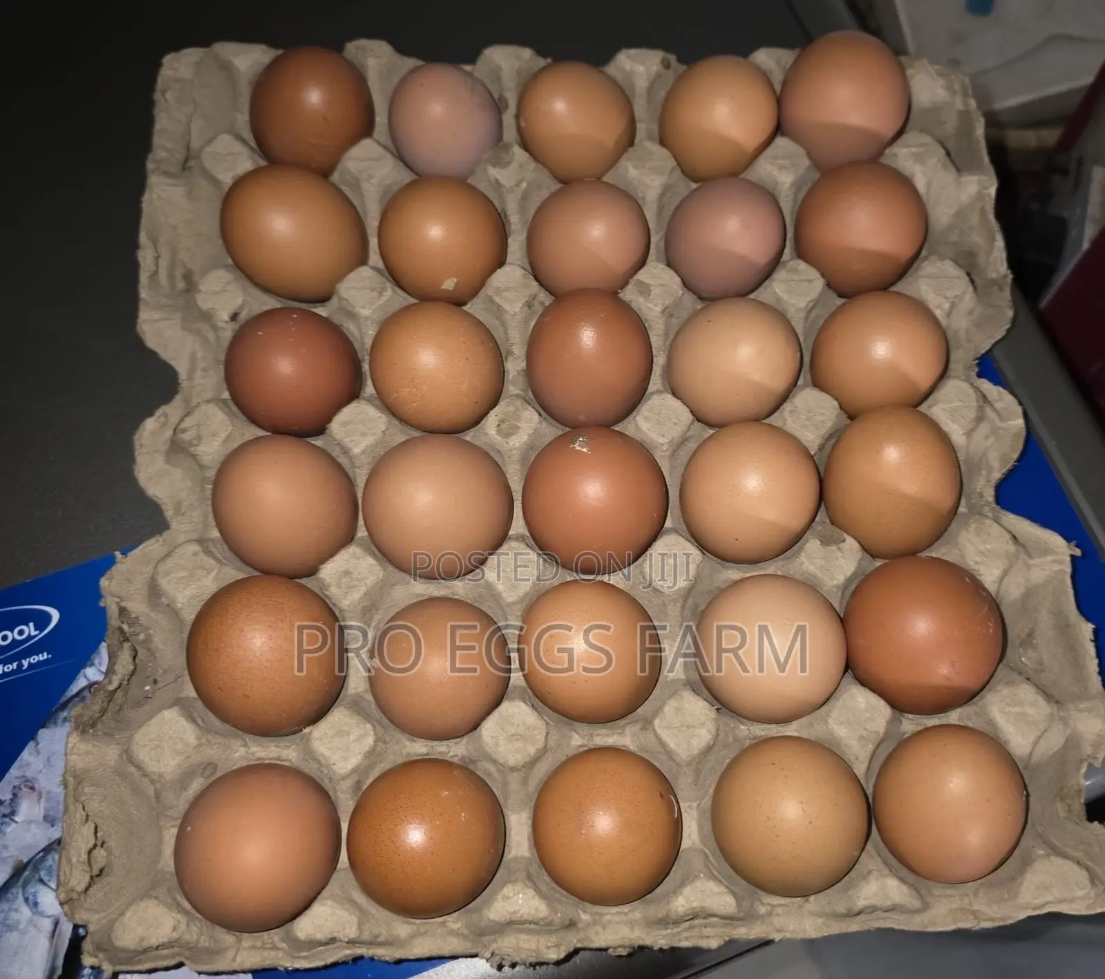 Fresh Eggs for Bulk Supply
