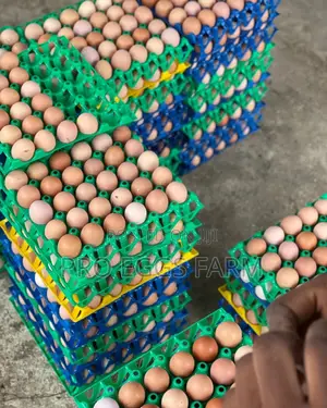 Fresh Eggs for Bulk Supply