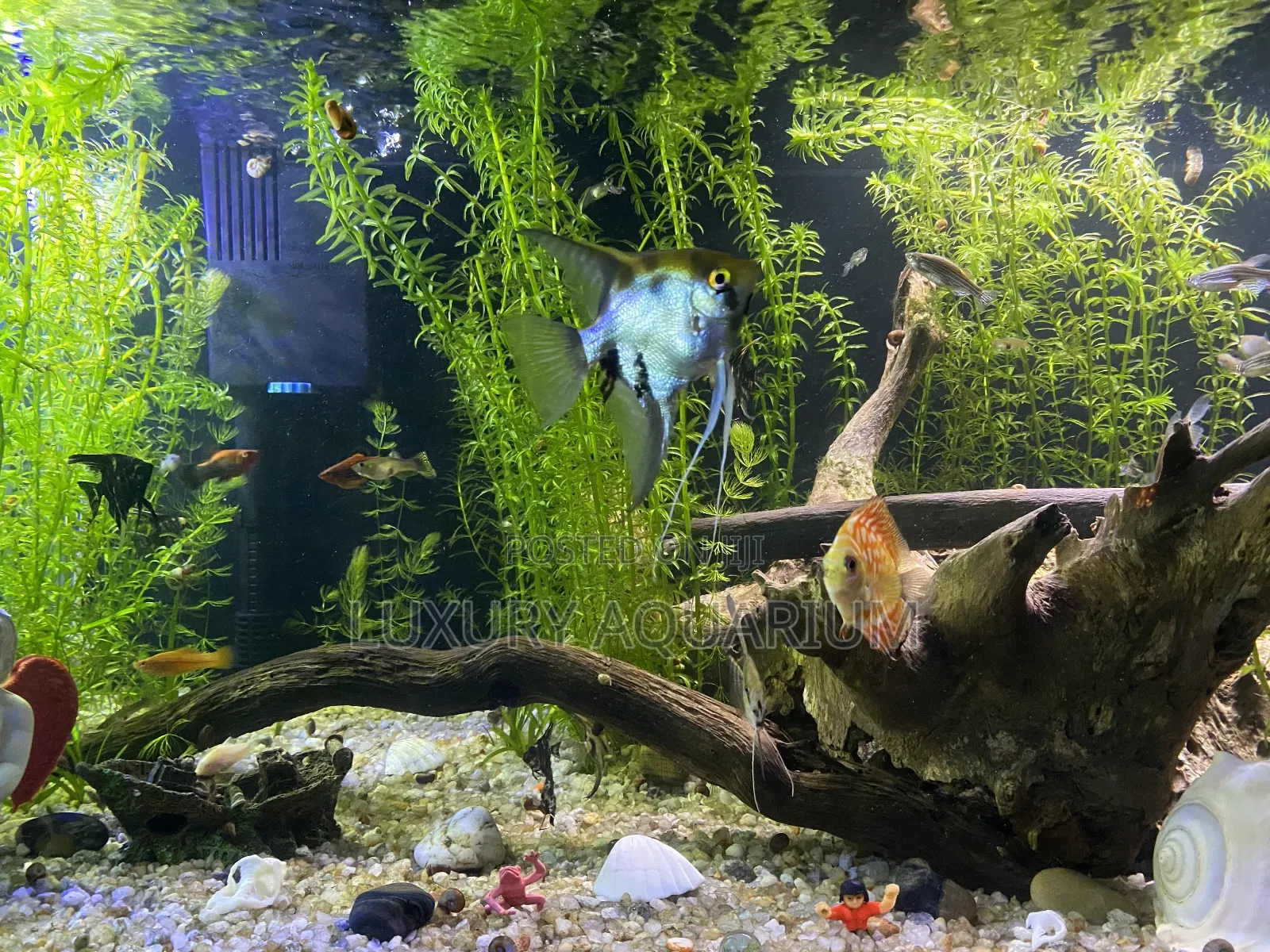Bbespoke Aquariums