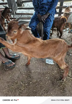 Life Goats Rams and Cow Cheap