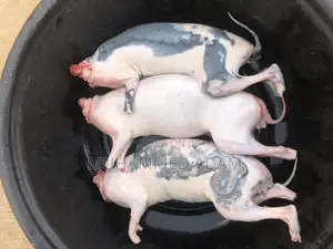 Adeoti Grilled/Spicy Yummy Rabbit Meat