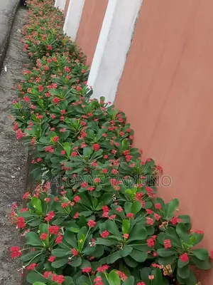 Gardening/ Landscaping Services