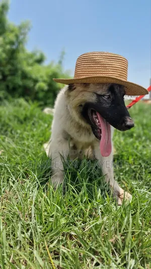 6-12 months Female Purebred Caucasian Shepherd