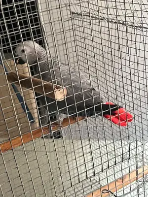 Lovely and Friendly Birds for Sale
