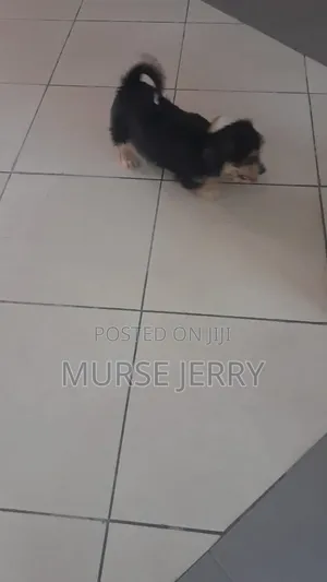6-12 months Female Purebred Lhasa Apso