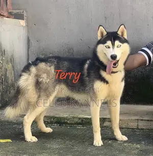 1-3 months Female Purebred Siberian Husky