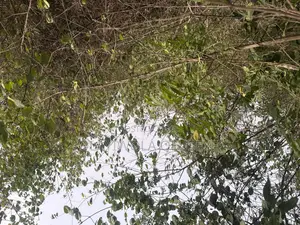Mixed Used Farmland Available