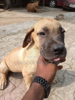 1-3 months Male Purebred Boerboel