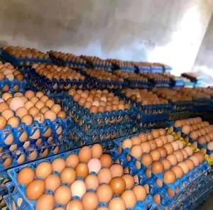 Jumbo Eggs (Poultry)