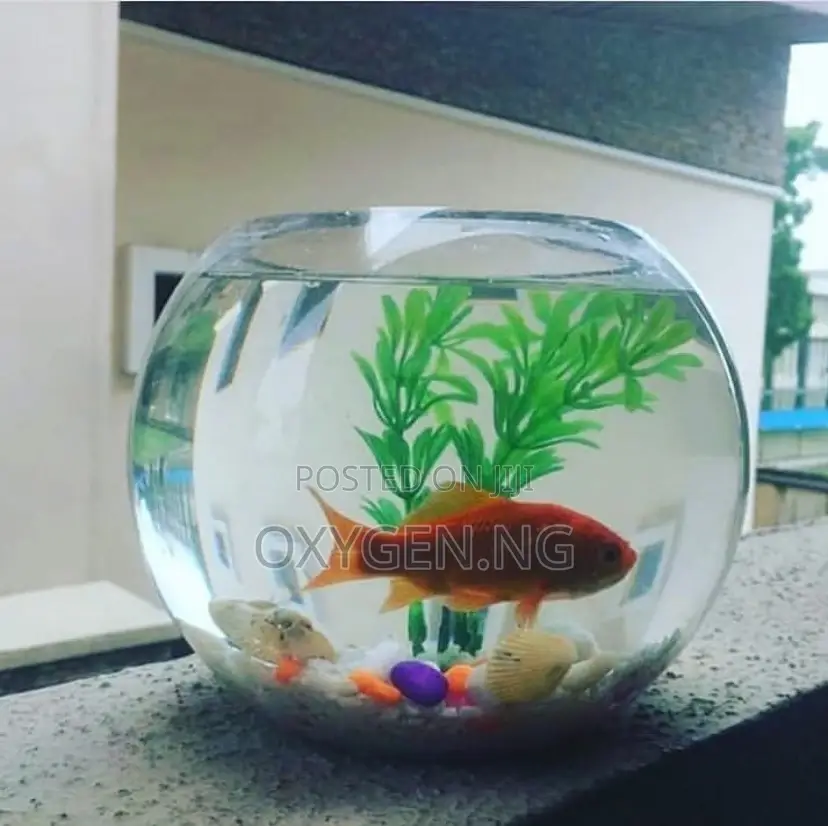 Aquarium Fish Bowl