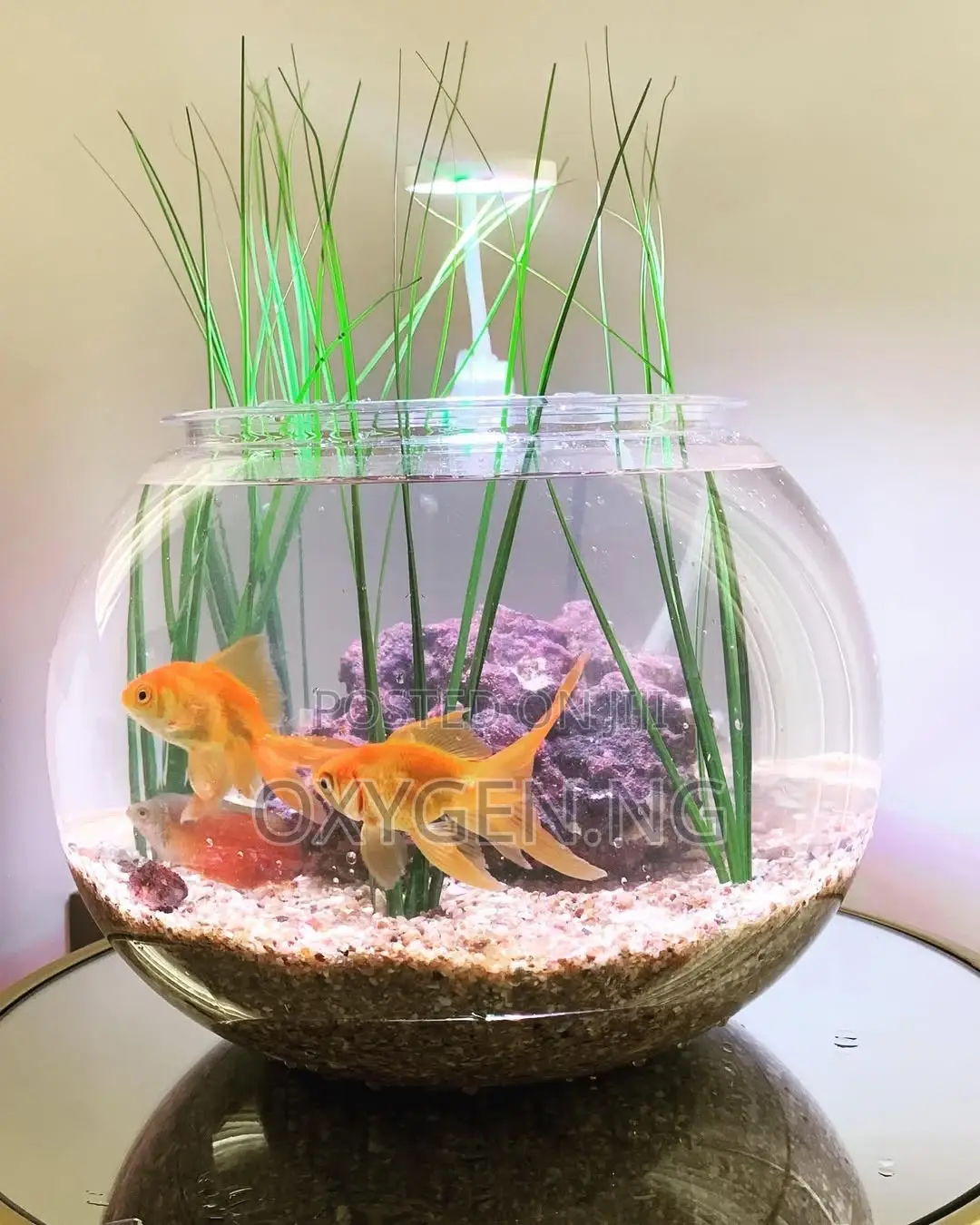 Aquarium Fish Bowl
