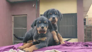 1-3 months Female Purebred Rottweiler