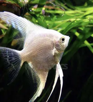 Angel Fish